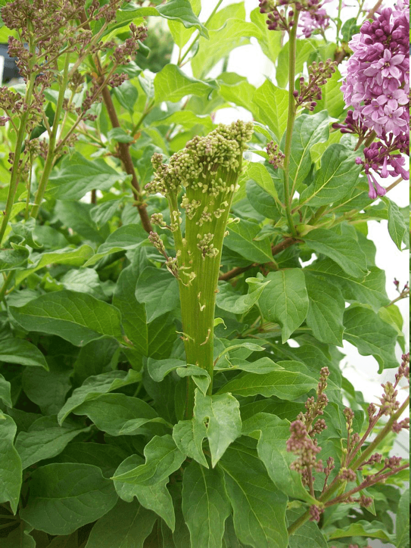 Heavy Fall Fertilizing Is Not Necessary For Established Lilacs Heavy Fall Fertilizing Is Not Necessary For Established Lilacs