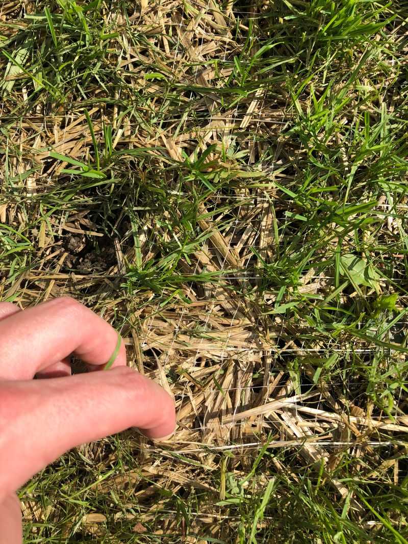 Heavy Foot Traffic Can Disrupt Young Grass Before It Establishes Heavy Foot Traffic Can Disrupt Young Grass Before It Establishes