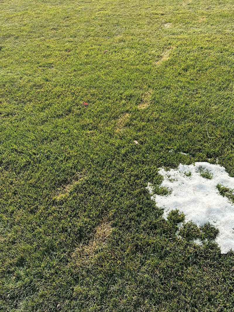 Heavy Foot Traffic On Frosted Grass Can Crush The Blades Heavy Foot Traffic On Frosted Grass Can Crush The Blades