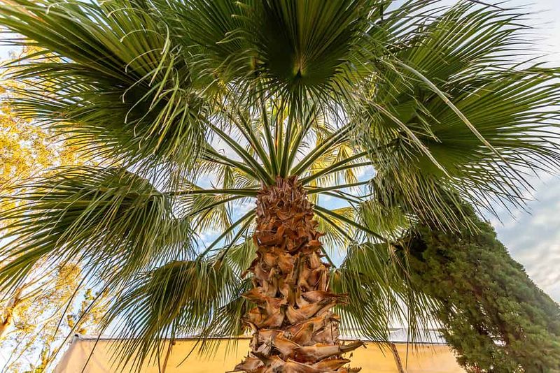 Heavy Fruit Can Split A Chinese Fan Palm’s Crown Heavy Fruit Can Split A Chinese Fan Palm’s Crown