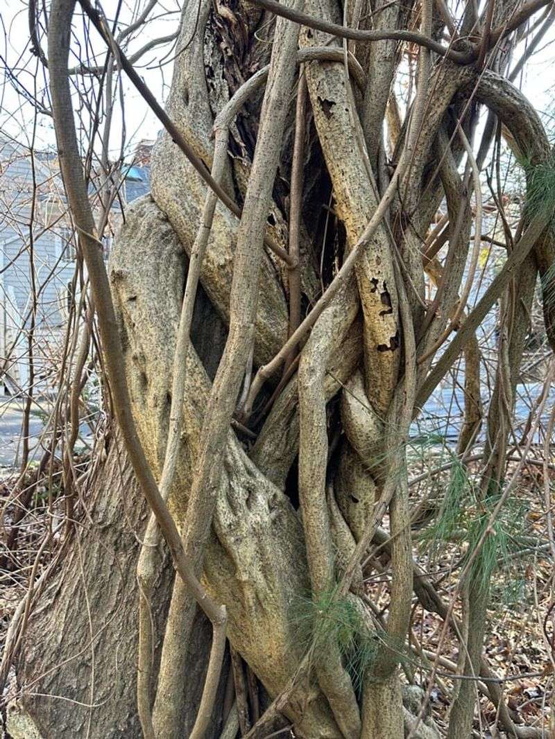 Heavy Growth Can Weigh Down Branches In Winter Storms