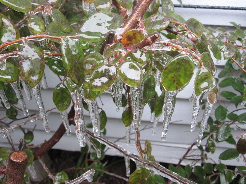 Heavy Ice Can Snap Your Weak Branches