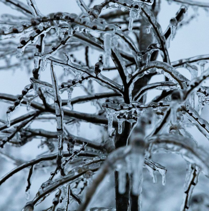 Heavy Ice Can Stress Brittle Branches Heavy Ice Can Stress Brittle Branches