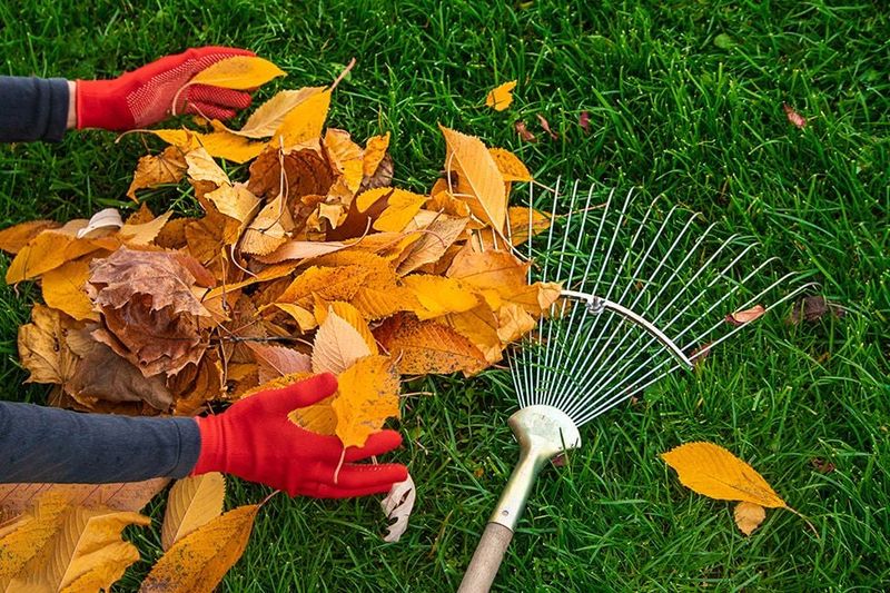 Heavy Leaf Cover Can Smother Young Fescue Seedlings