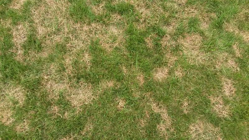 Heavy Nitrogen Makes Soft Growth Heavy Nitrogen Makes Soft Growth
