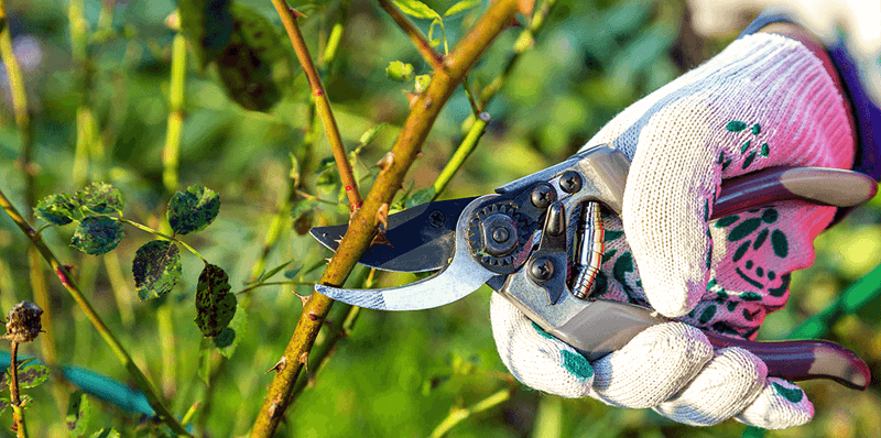 Heavy Pruning Should Wait Until The Recommended Season