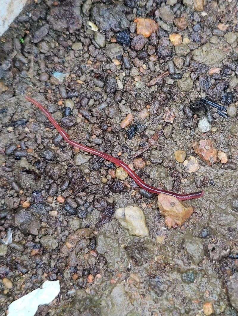 Heavy Rain Brought Them To The Surface