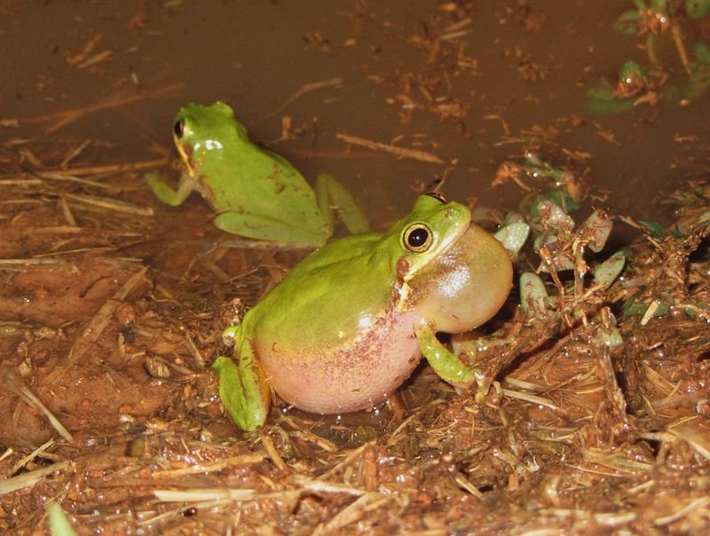 Heavy Rain Starts a Big Frog Love Story