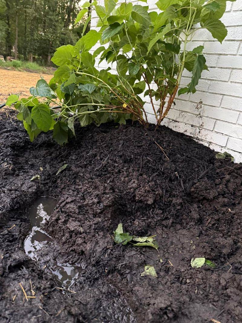Heavy Red Clay Around Your Hydrangeas Needs Extra Help