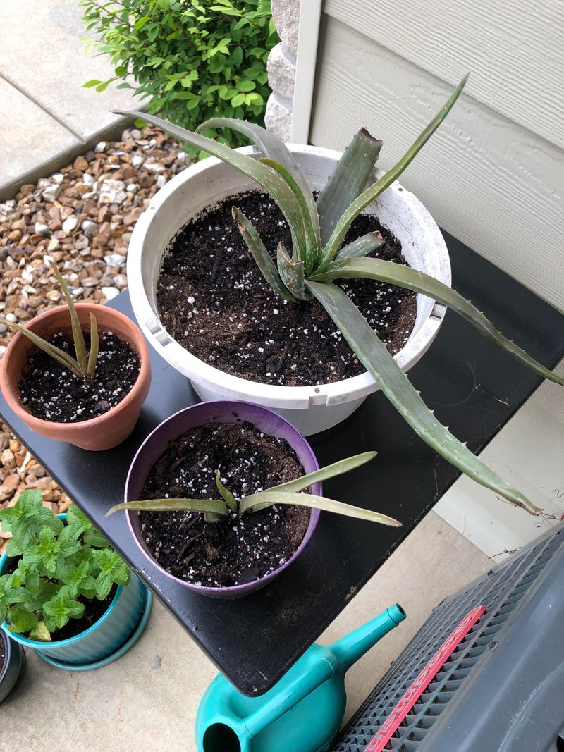 Heavy Soil That Holds Moisture