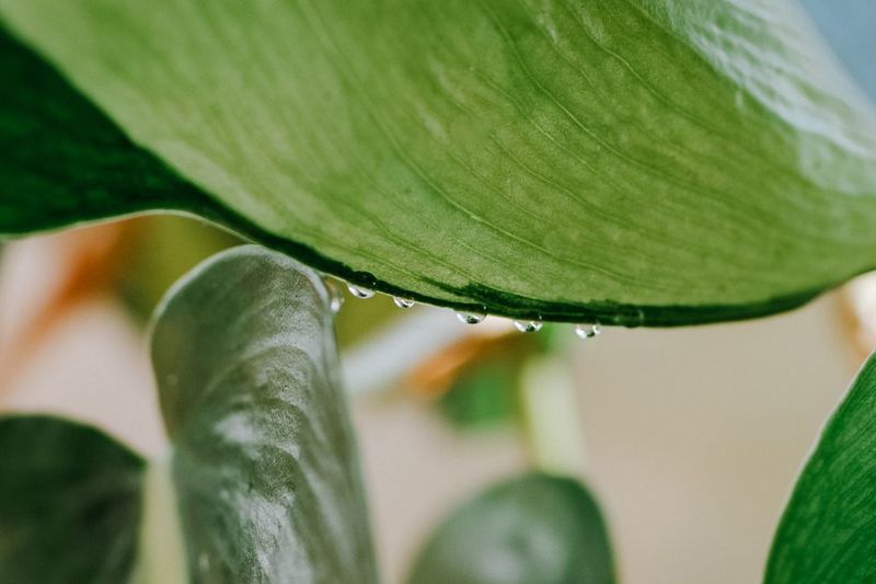 Heavy Watering Plays A Big Role In Those Drops Heavy Watering Plays A Big Role In Those Drops