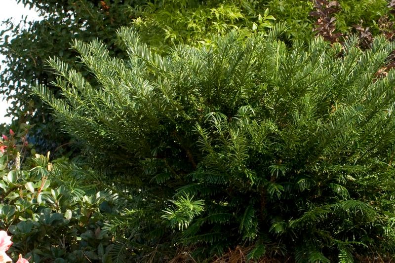 Hedgehog Plum Yew Thrives In Shady Front Beds