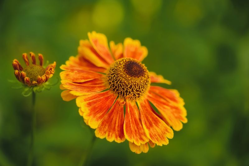 Helenium For Warm Sunset Shades Helenium For Warm Sunset Shades