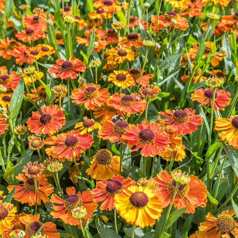 Helenium Mardi Gras