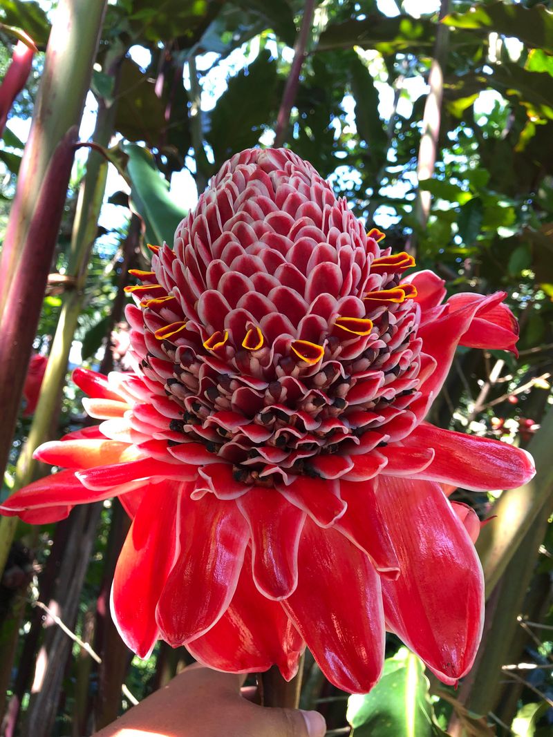Heliconia Flowers Bruise At The First Frost Heliconia Flowers Bruise At The First Frost