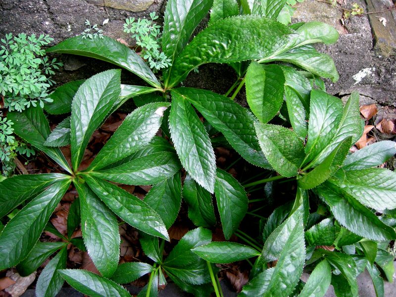 Hellebores, Keeping Their Evergreen Leaves Hellebores, Keeping Their Evergreen Leaves