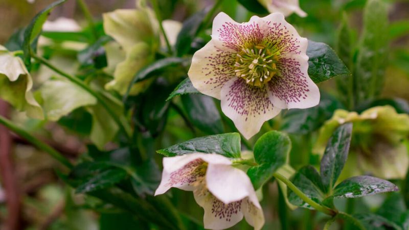 Hellebores, Keeping Their Evergreen Leaves