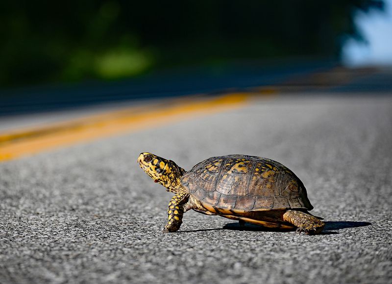 Help It Cross The Road The Safe Way