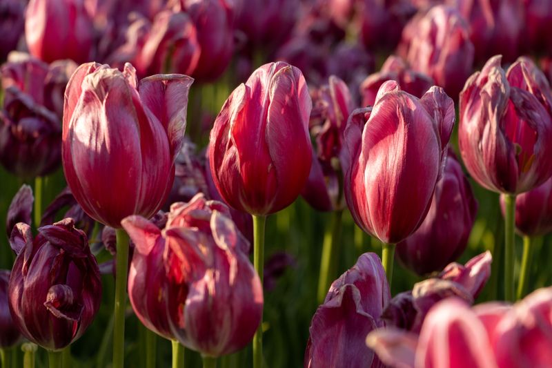 Help Them Bloom Again Next Year