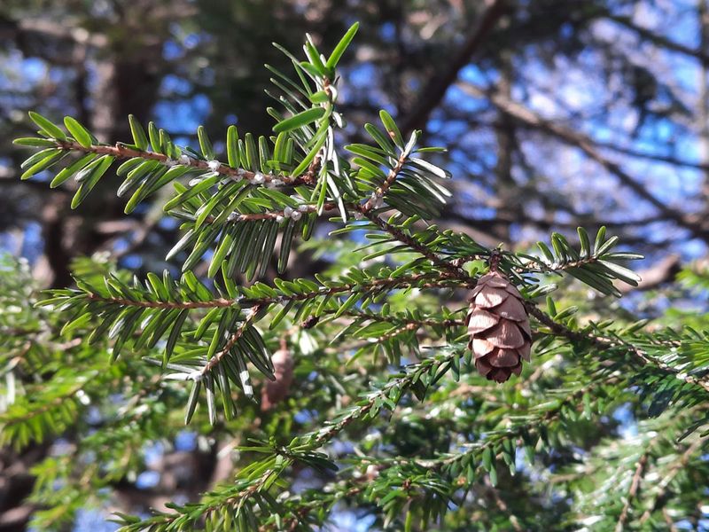 Hemlocks And Other Treasured Native Trees