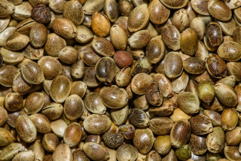 Hemp For Seeds And Hemp Hearts