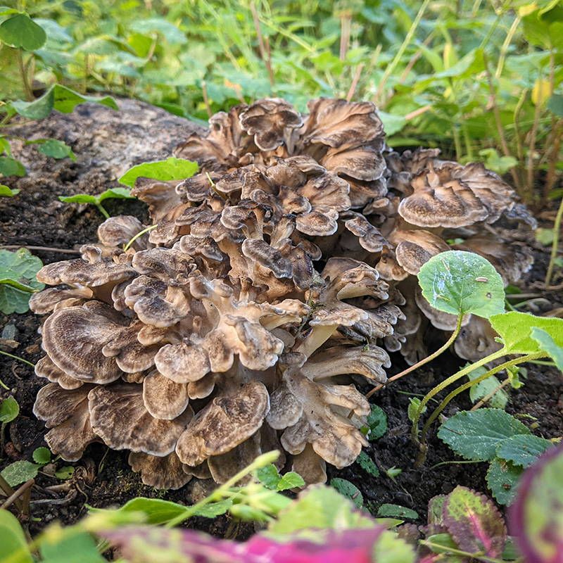 Hen-Of-The-Woods Mushrooms Cluster Near The Base
