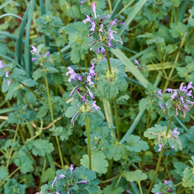 Henbit Looks Similar But Its Upper Leaves Wrap Around The Stem Henbit Looks Similar But Its Upper Leaves Wrap Around The Stem