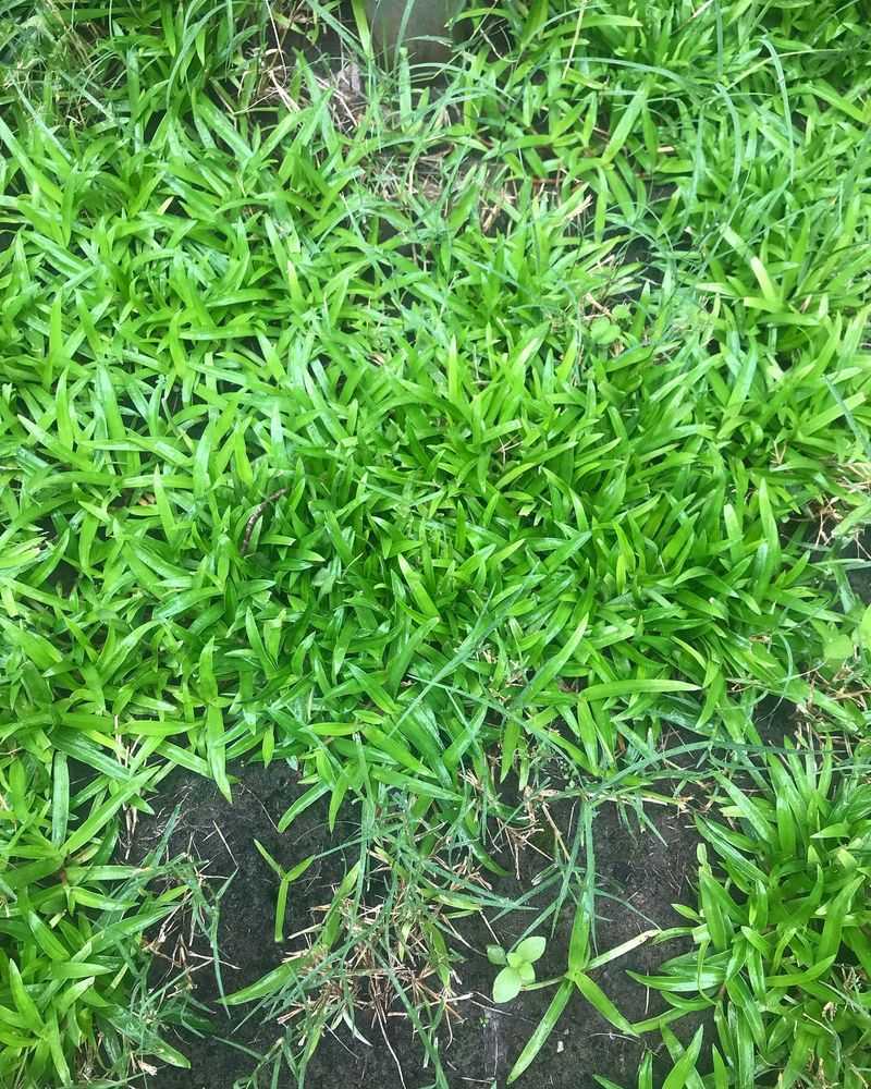 Herbicide Choices Depend Heavily On Your Grass Type Herbicide Choices Depend Heavily On Your Grass Type