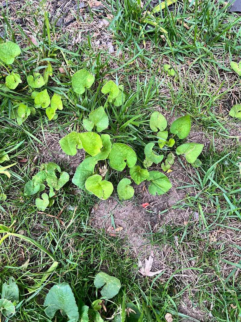 Herbicides Ride Along Down To The Roots Herbicides Ride Along Down To The Roots