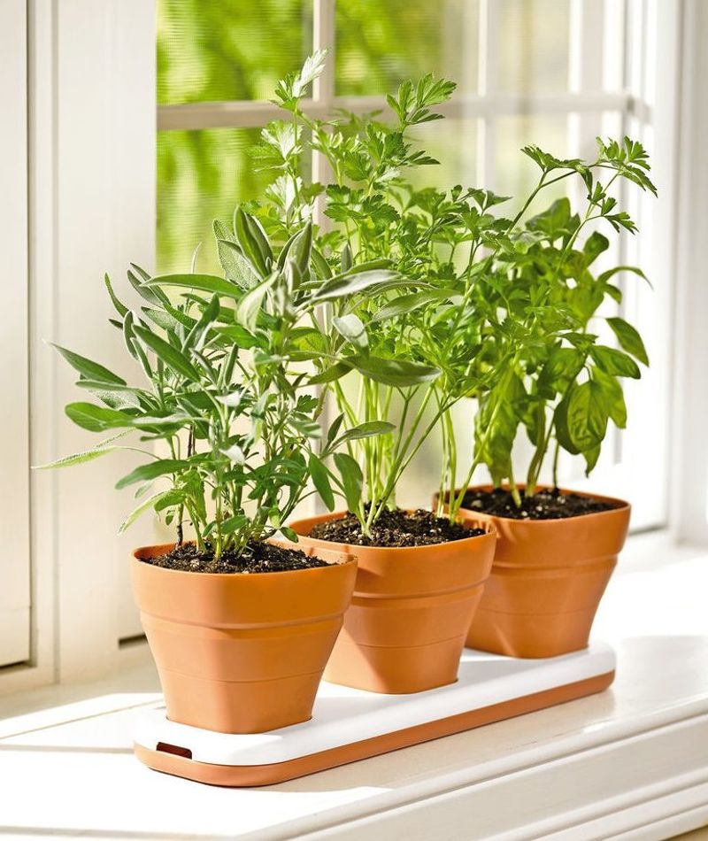 Herbs Fit On Any Sunny Windowsill Herbs Fit On Any Sunny Windowsill
