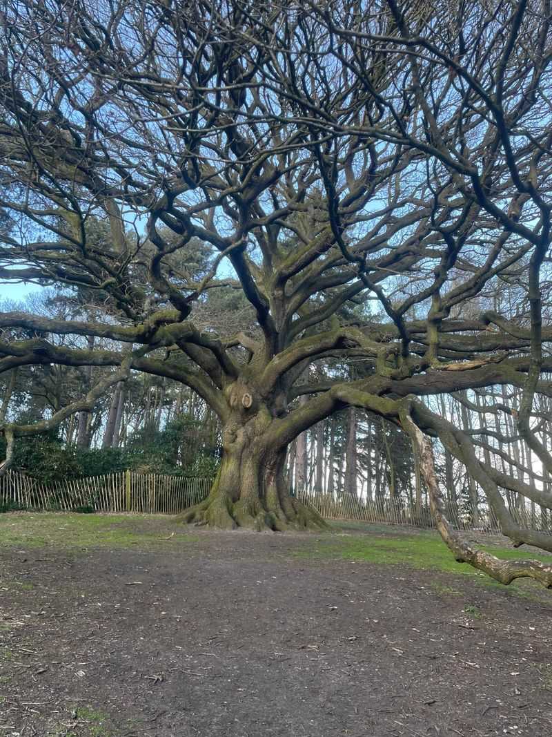 Heritage Trees Designated For Historic Or Cultural Value