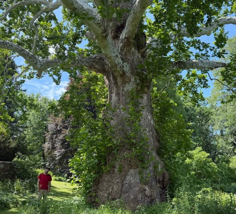 Heritage Trees With Giant Trunks
