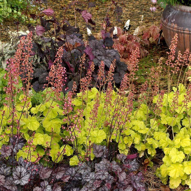 Heuchera Adds Color Through Winter Heuchera Adds Color Through Winter