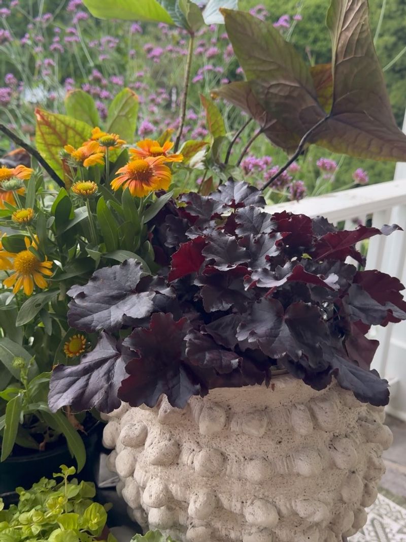 Heuchera Foliage In Caramel And Burgundy Fills Shady Porch Pots Heuchera Foliage In Caramel And Burgundy Fills Shady Porch Pots