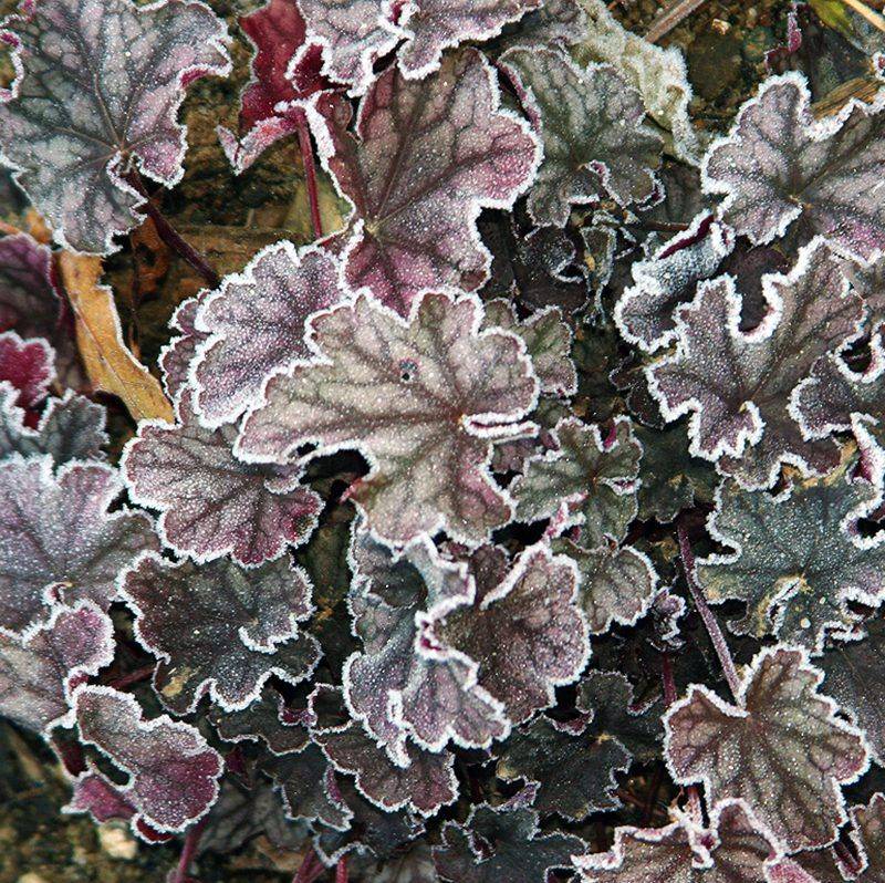 Heuchera For Evergreen Leaf Color Heuchera For Evergreen Leaf Color
