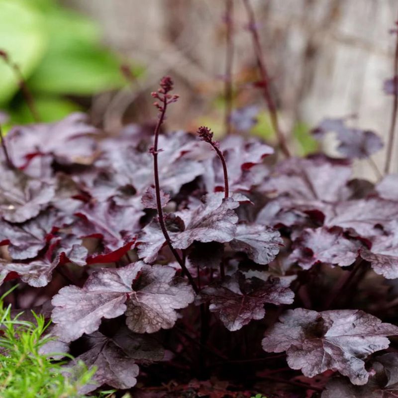Heuchera 'Obsidian' Adds Dark Mounds Beside Lighter Foliage