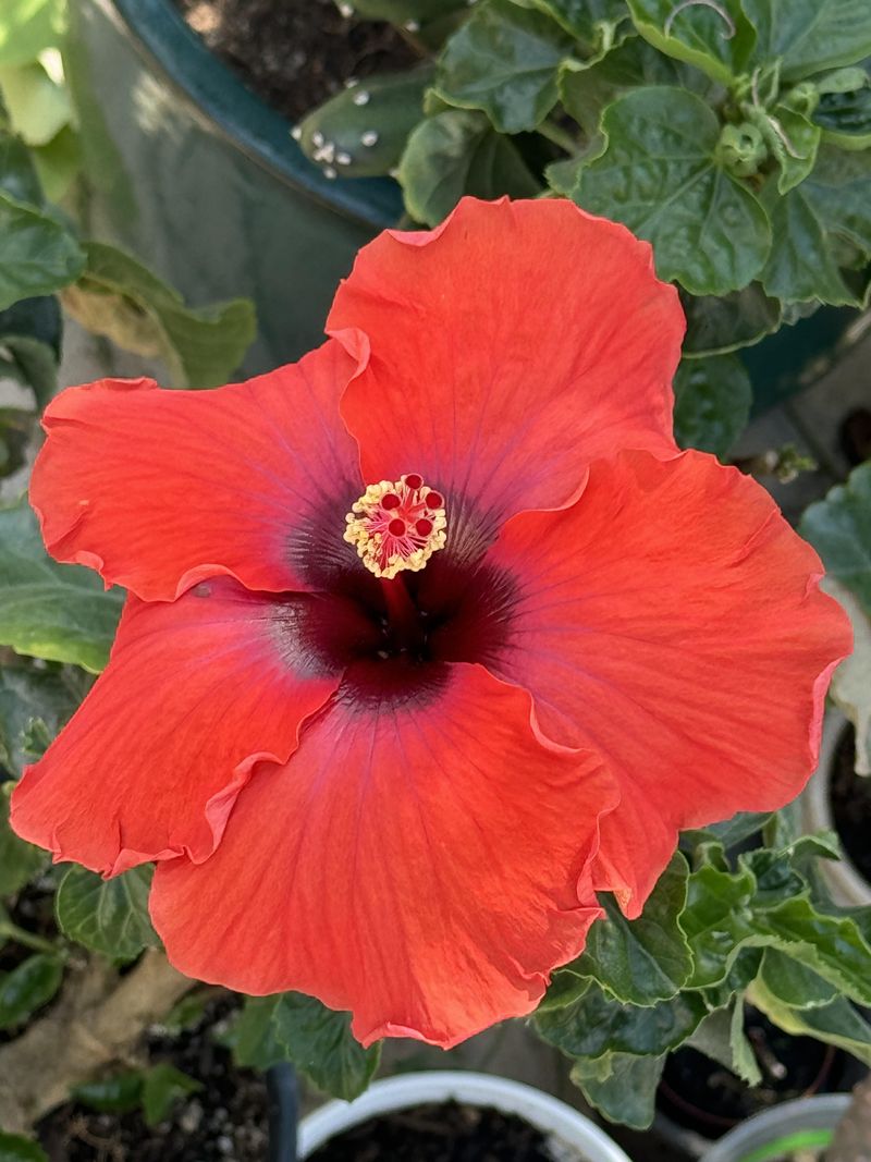Hibiscus Flowers On New Growth Hibiscus Flowers On New Growth