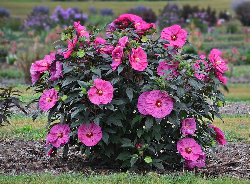 Hibiscus Likes Moist Soil, Not Soggy Soil Hibiscus Likes Moist Soil, Not Soggy Soil