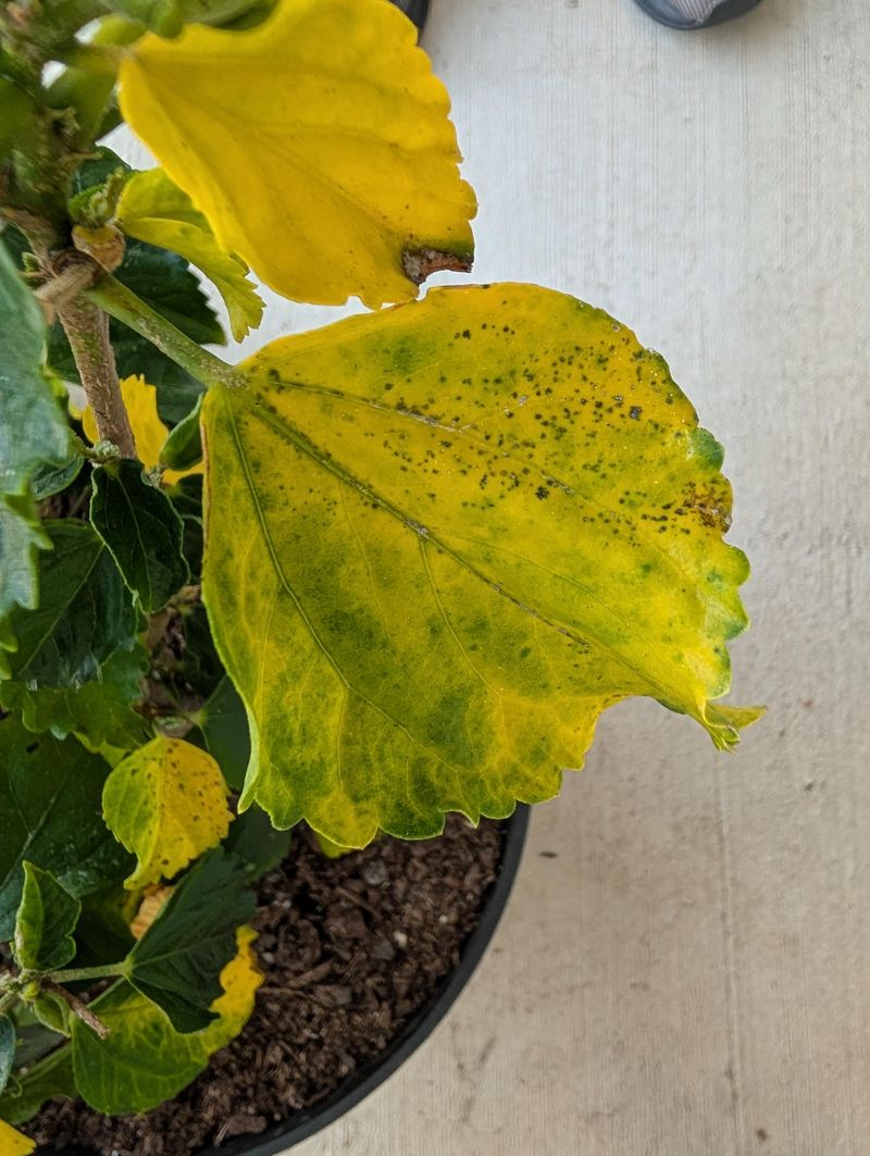 Hibiscus Sulks When Texas Turns Chilly