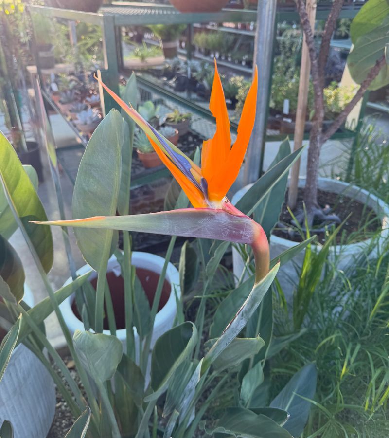 Hibiscus and Bird of Paradise