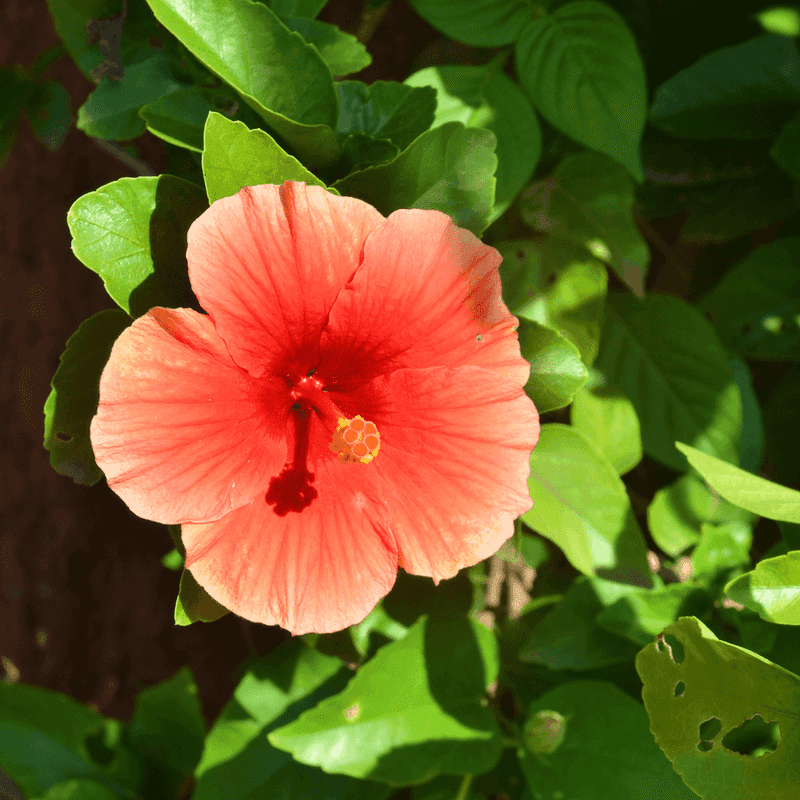 Hibiscus Hibiscus