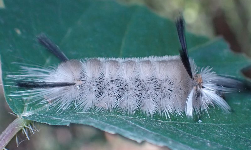 Hickory Trees Are Among Their Favorite Feeding Spots