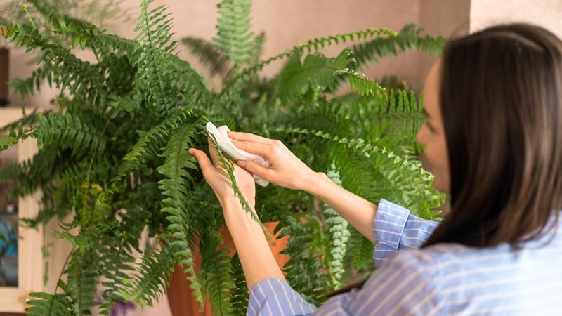 Hidden Hitchhikers Love North Carolina Fern Pots Hidden Hitchhikers Love North Carolina Fern Pots