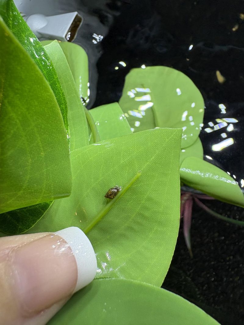 Hidden Hitchhikers Under Every Leaf Hidden Hitchhikers Under Every Leaf