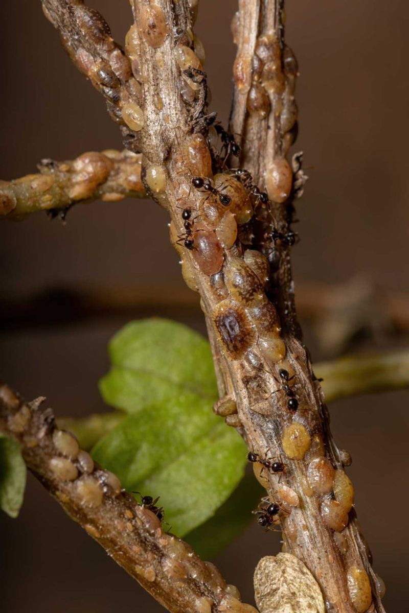 Hidden Shells Look Like Bumps On Stems