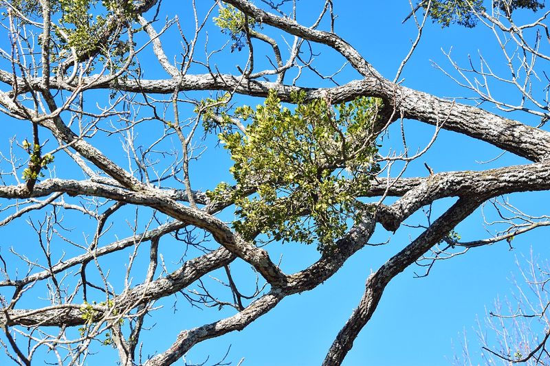 High, Heavy Limbs Are A Job For A Certified Arborist High, Heavy Limbs Are A Job For A Certified Arborist