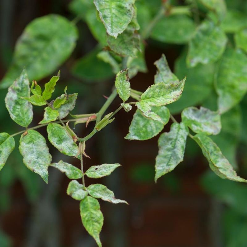 High Humidity Fuels Fungal Disease High Humidity Fuels Fungal Disease
