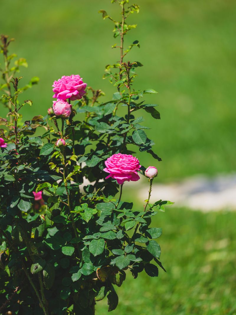 High Nitrogen Fertilizer Fed To Roses Too Late High Nitrogen Fertilizer Fed To Roses Too Late