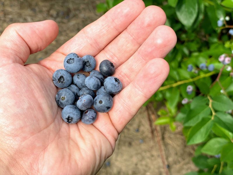 Highbush Blueberry Delivers Sweet Summer Snacks Highbush Blueberry Delivers Sweet Summer Snacks