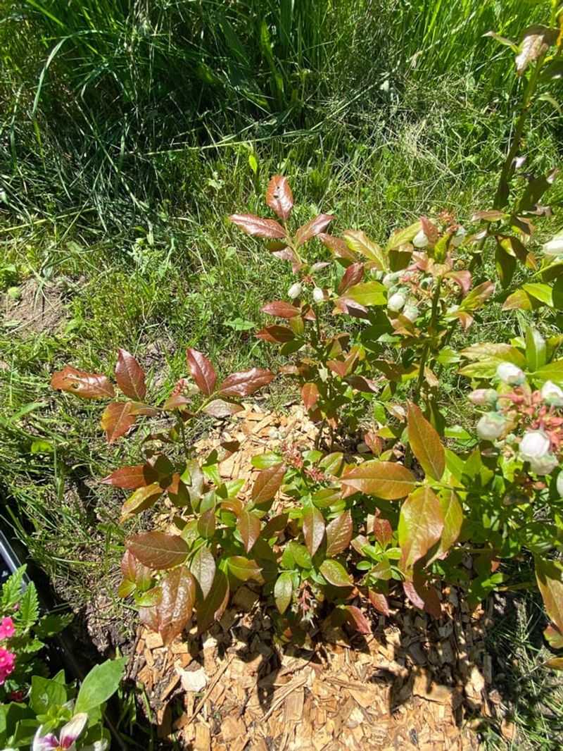 Highbush Blueberry For Fiery Red Foliage Highbush Blueberry For Fiery Red Foliage